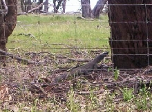 Goanna (lace monitor)