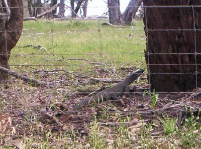 Goanna (lace monitor)