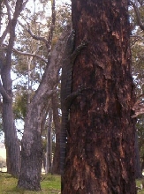 Goanna