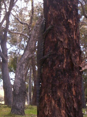 Goanna