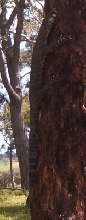 goanna in the wild