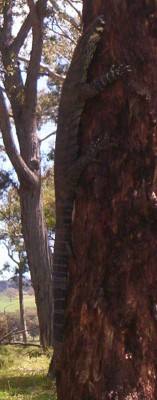goanna in the wild