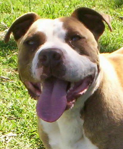 Dozer's smile