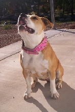 Paris' new collar