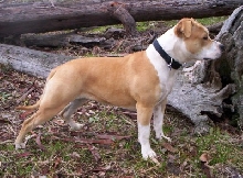 Paris (Amstaff)