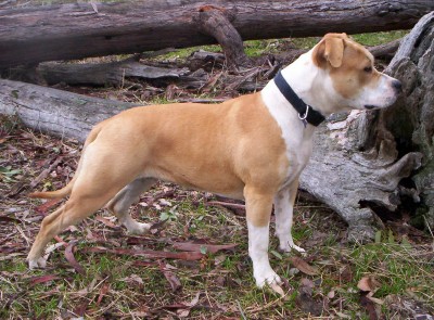 Paris (Amstaff)