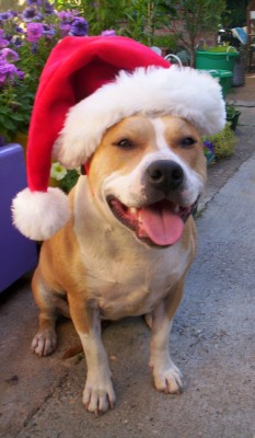 X - Mas Time !!!