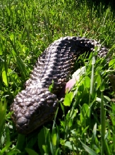 Wild shingleback