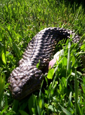 Wild shingleback
