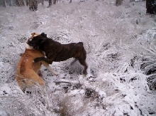 Snow rumbles