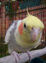 SPIKE