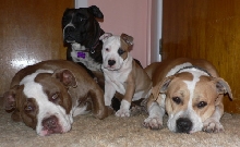 The Krew