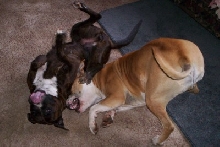 goof balls
