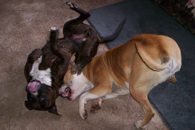 goof balls