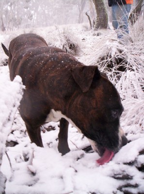 Ummm yummy snow