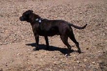 Trix