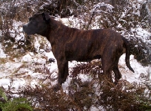 Trix in the snow