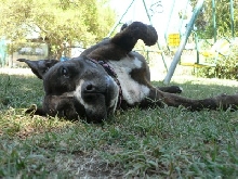 Trixie