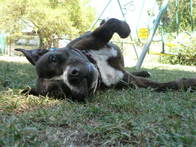 Trixie