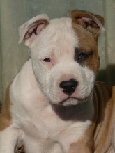 Vegas 9 weeks old