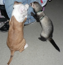 Pair of trouble makers