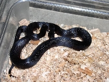 Melanistic Thayeri
