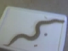 blurry western