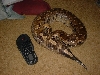 borneo