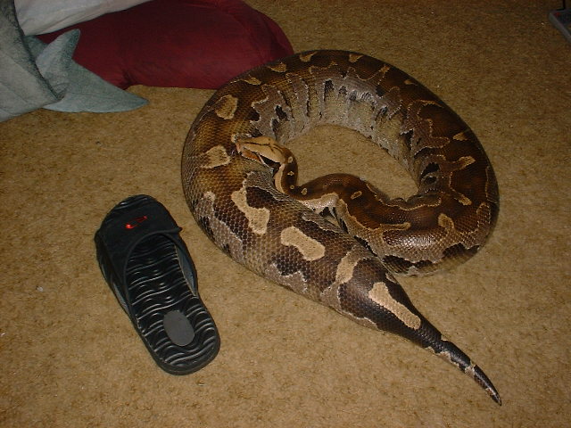 borneo