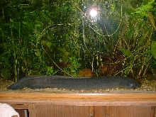 south american lungfish