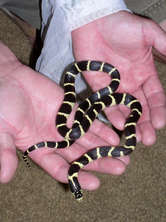 female cal king