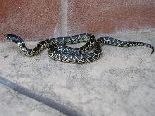female splendida