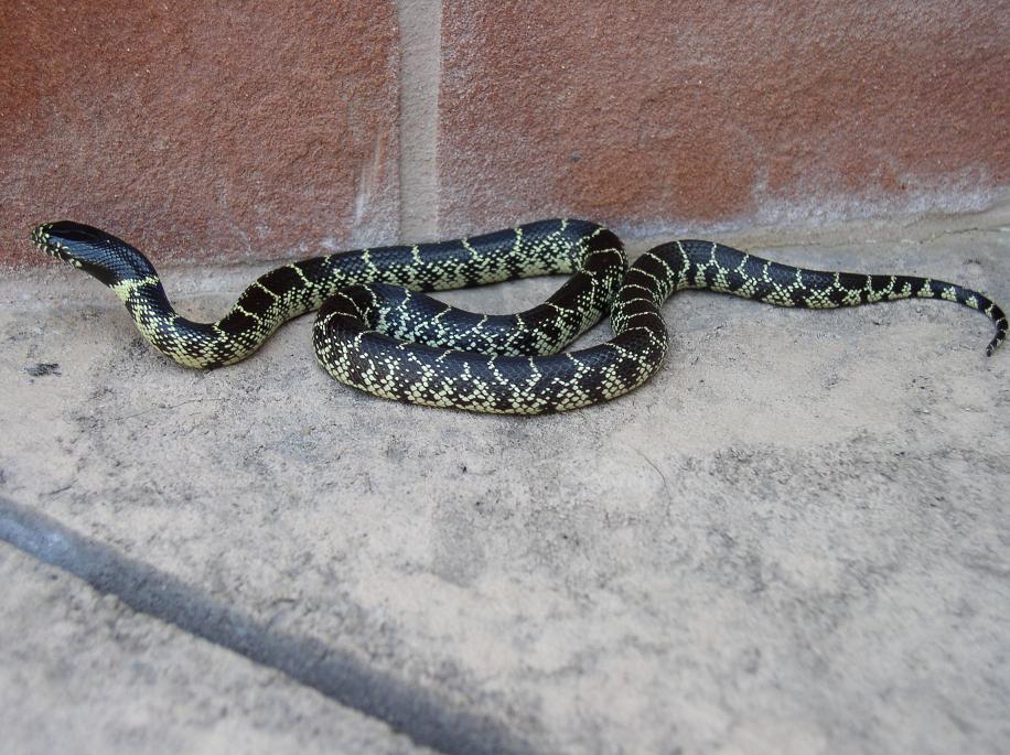 female splendida