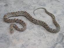 female lyre santa ritas
