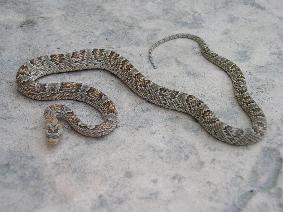 female lyre santa ritas