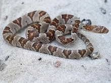 juvenile lyre from madera canyon