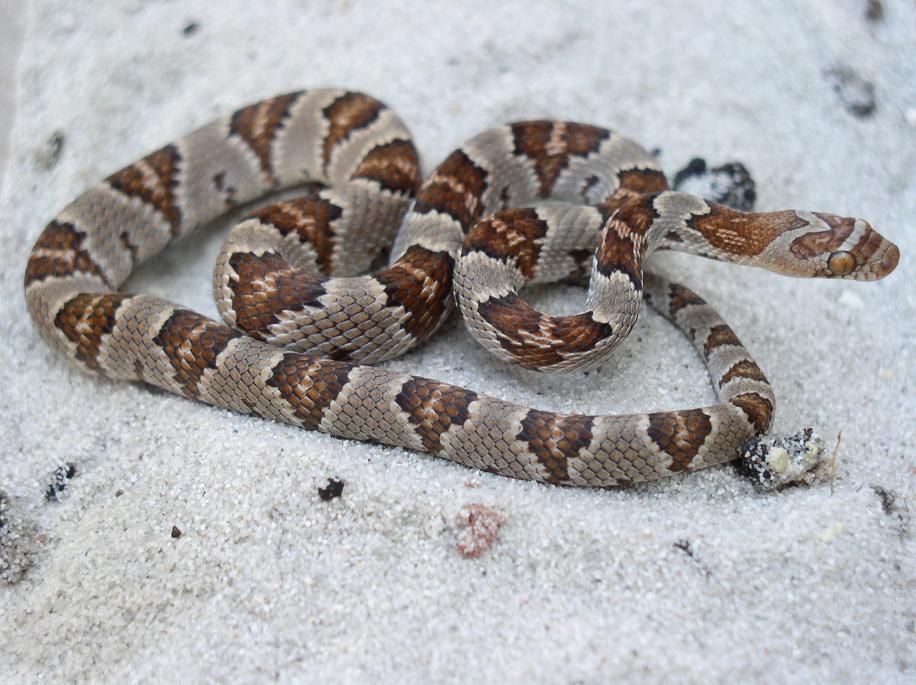 juvenile lyre from madera canyon