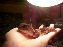 My fat tailed gecko