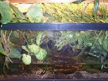 My waterfall vivarium