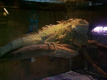 Philbert