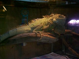 Philbert