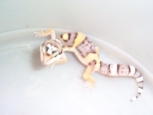 our first beby leo