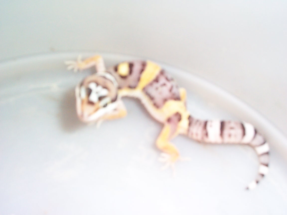 our first beby leo