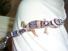 baby leo