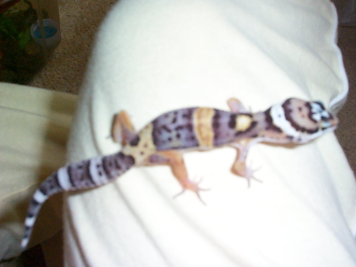 baby leo