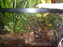 Salamander Terrarium