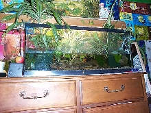 Waterfall aquarium