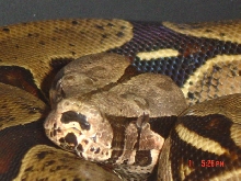 Peruvian Female
