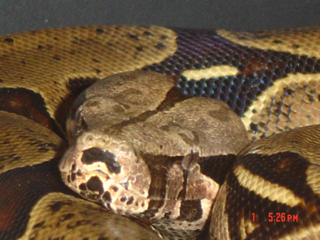 Peruvian Female