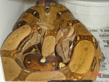 Peruvian X Hogg Male